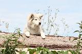 CHIEN FINNOIS DE LAPONIE 268